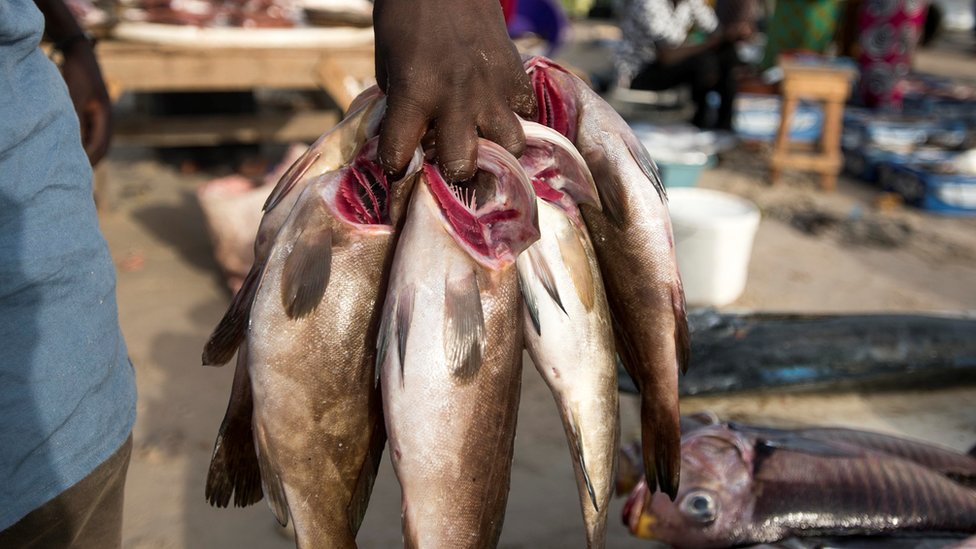 Manger du poisson est-il sain ? La réponse des experts - BBC News Afrique