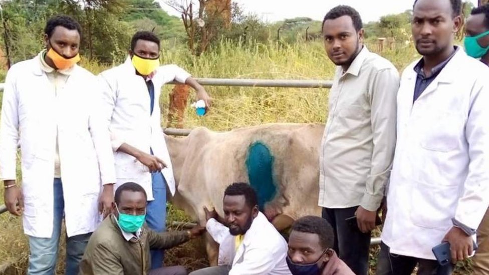 Kotiblarning külotlari fotosuratlari