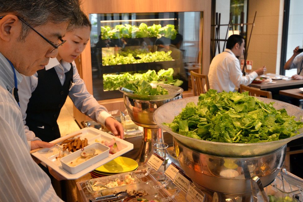 People choosing hydroponically grown vegetables in Japanese restaurant