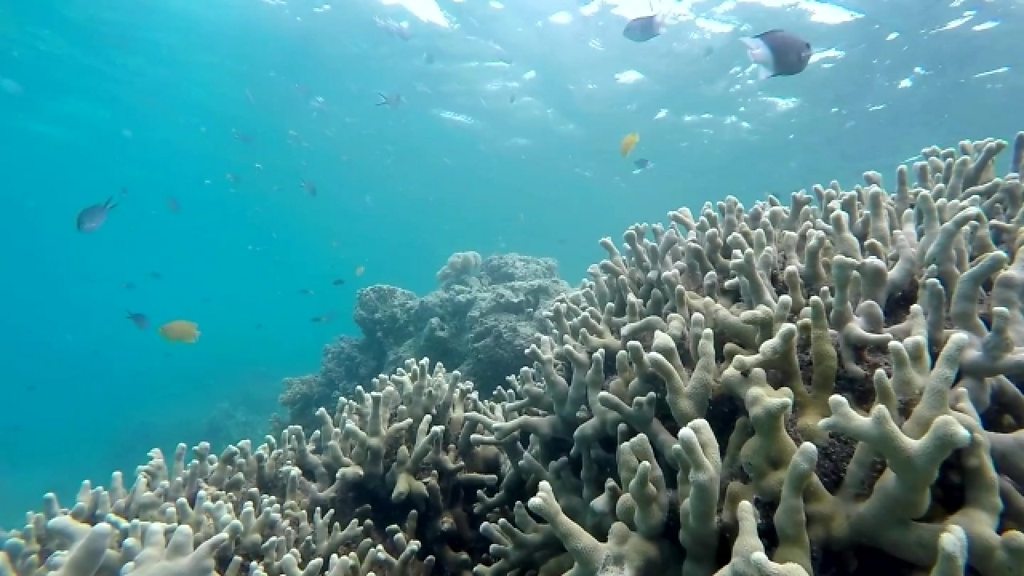 豪グレートバリアリーフのサンゴ白化、過去最大規模に - BBCニュース