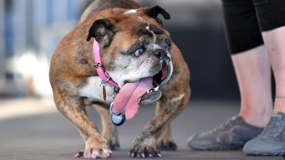 Muere Zsa, la bulldog elegida el perro más feo del mundo de 2018 - BBC News Mundo