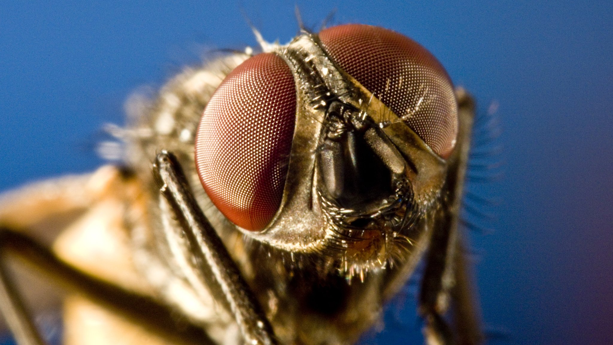 International Year of the Fly Why flies are important CBBC Newsround