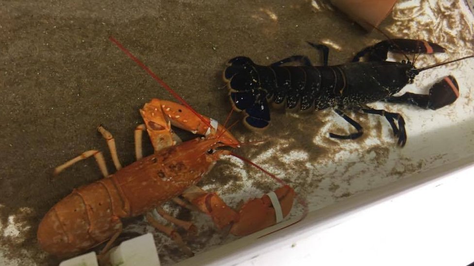 Orange lobster escapes cooking pot and heads to sea zoo - BBC News