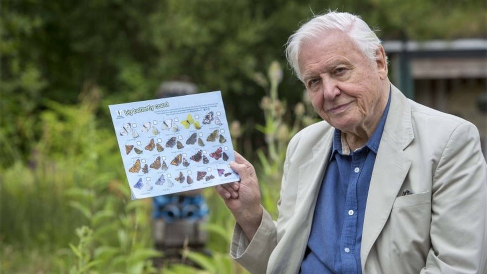 Sir David Attenborough calls on public to count butterflies