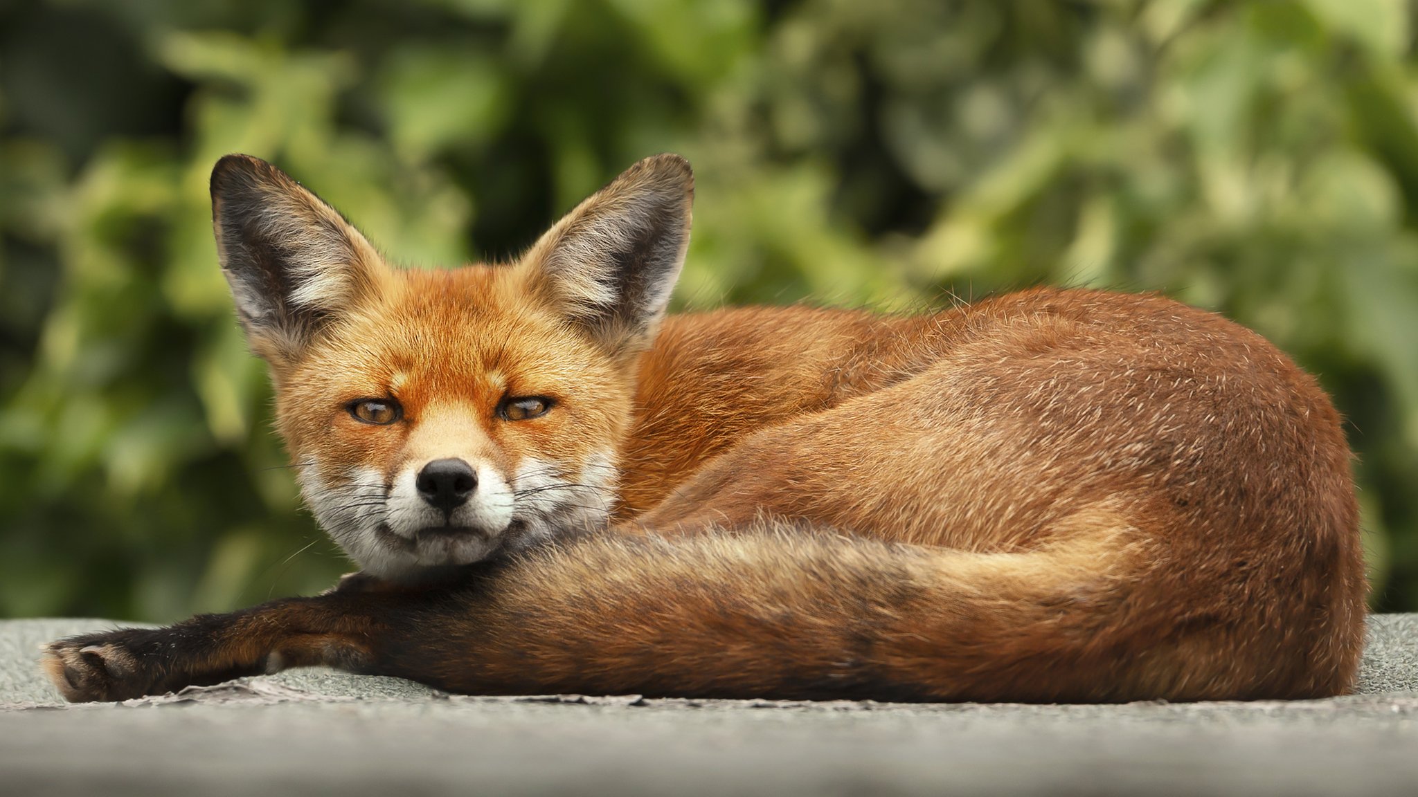 urban-foxes-are-evolving-to-live-in-towns-and-cities-cbbc-newsround