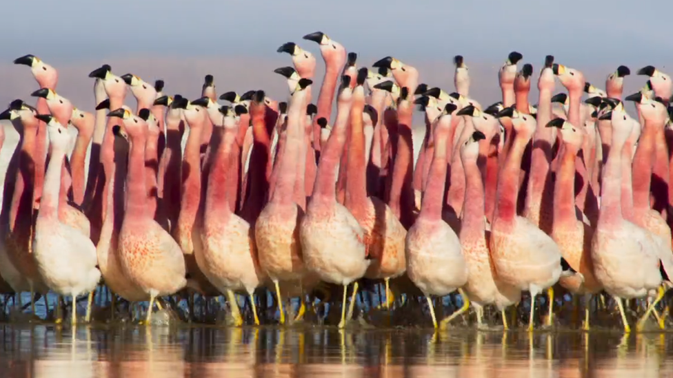 Flamencos