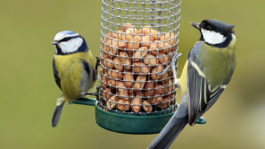 How to attract birds to your garden - Discover Wildlife