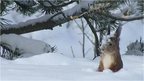 A squirrel forages in the snow