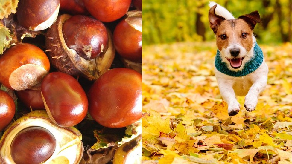 conkers-are-harmful-to-dogs-says-blue-cross-pet-charity-cbbc-newsround