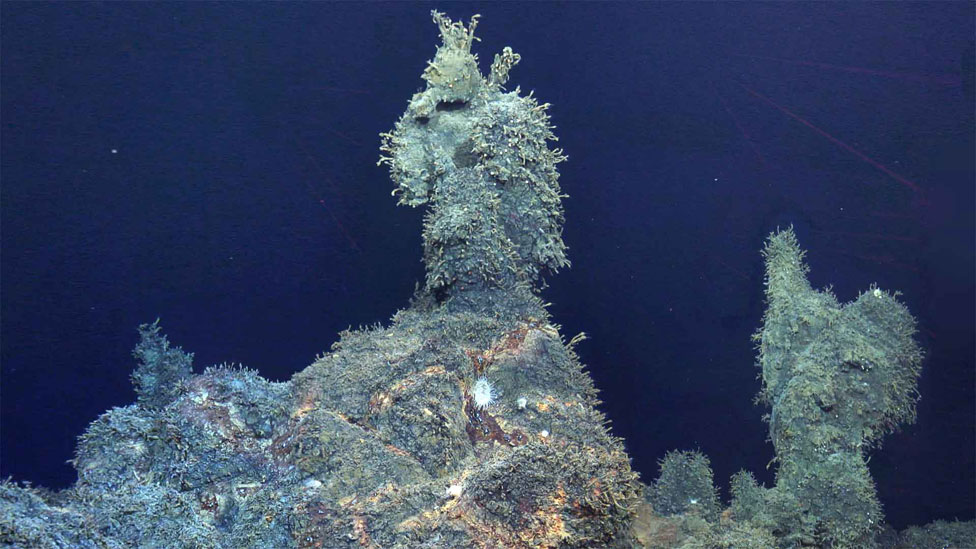 Lecho marino (Foto: NHM)