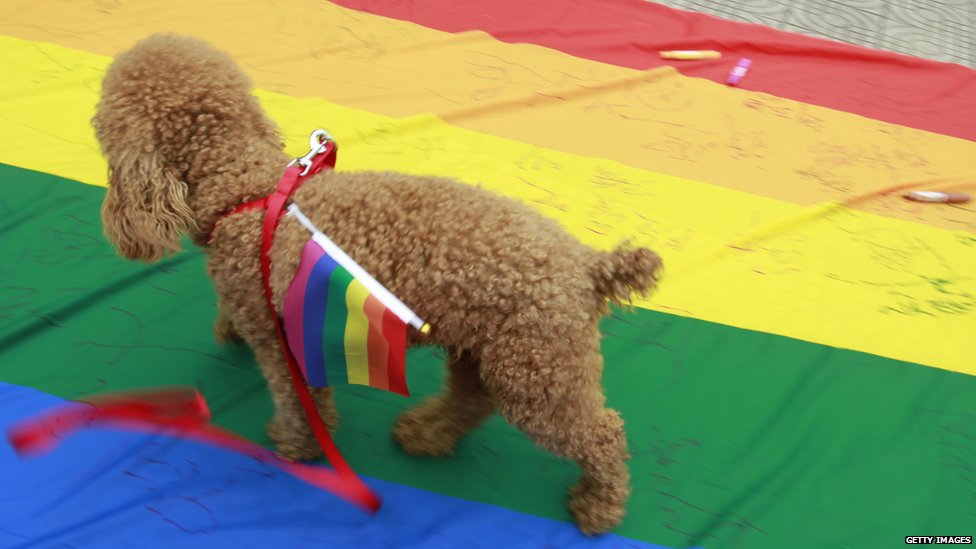 ASeekor anjing bergabung dalam Parade Pride di Cina. Homoseksualitas merupakan hal yang legal di Cina sejak 1997, namun tetap dianggap sebagai 'kelainan mental' hingga 2001.
