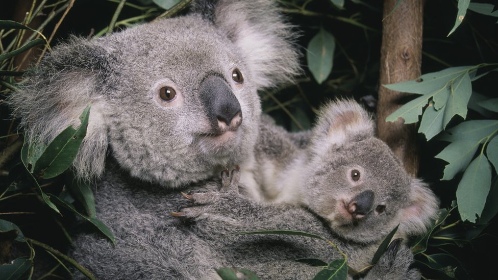 Coalas estão ameaçados de extinção, diz Austrália - BBC News Brasil