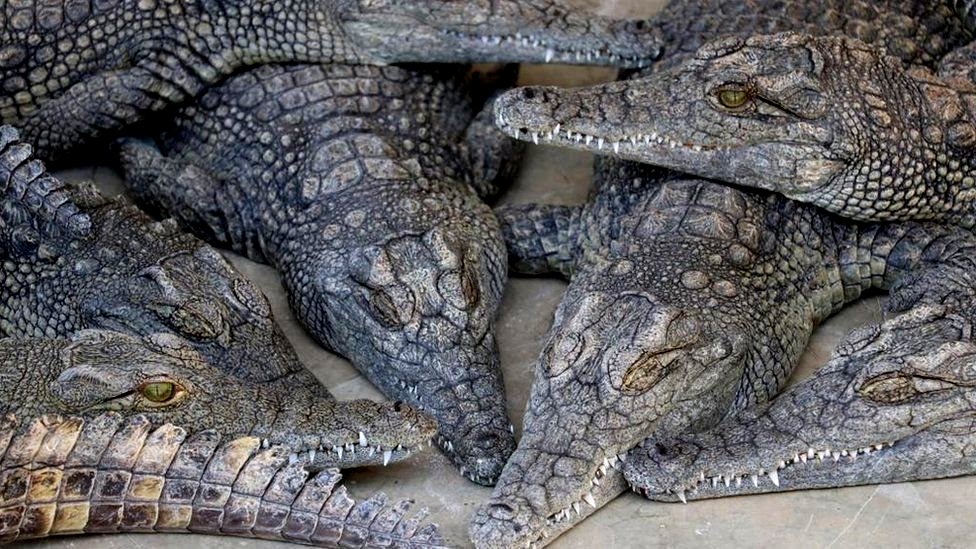 Leggings va taytlarda yalangoch ayollarning fotosuratlari