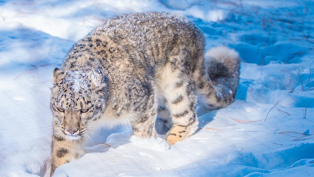 Жыныстық позиция суреттері жіптері Жетілген ана мен ұлы порно