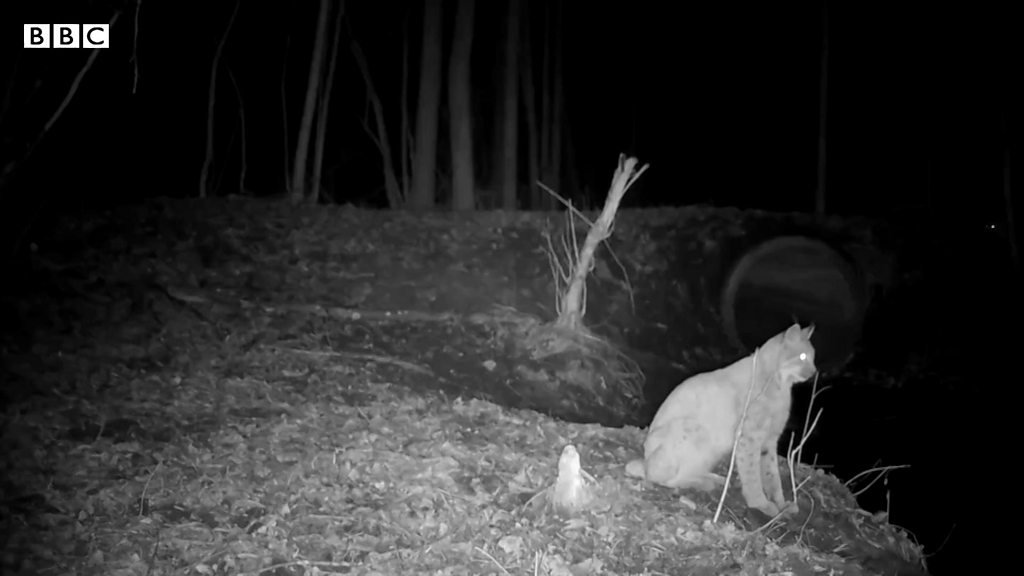 COISAS ASSUSTADORAS CAPTURADAS POR CÂMERAS 