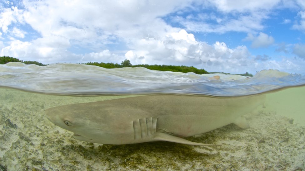 Tiburón toro en aguas no profundas.