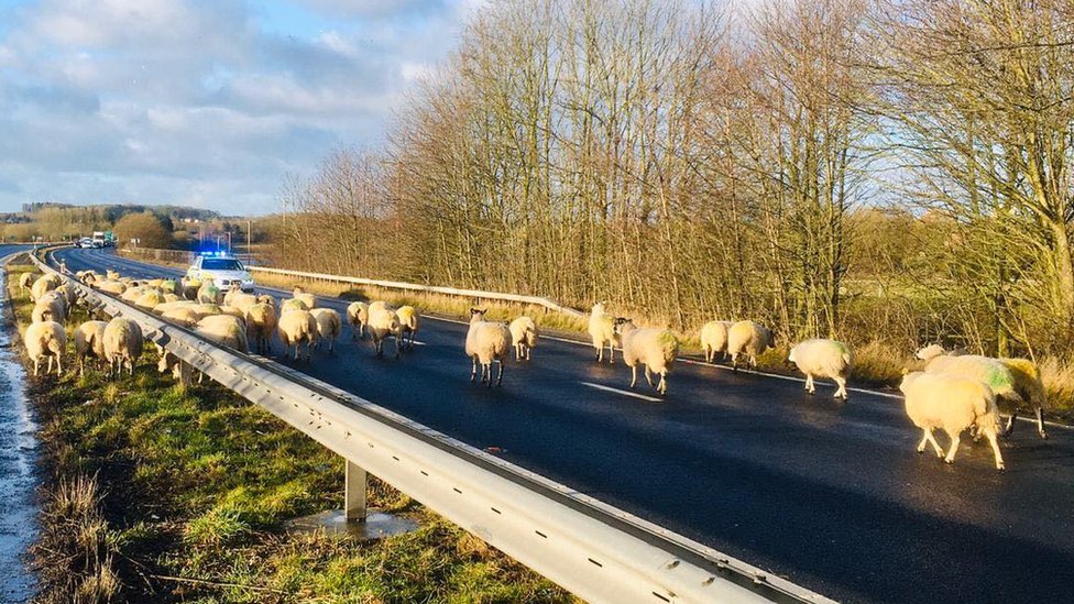 Sheep block A64 dual carriageway near Tadcaster - BBC News