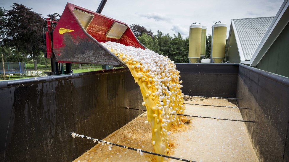 Millones de huevos han sido destruidos por estar contaminados por el pesticida. Millones de huevos han sido destruidos por estar contaminados por el pesticida