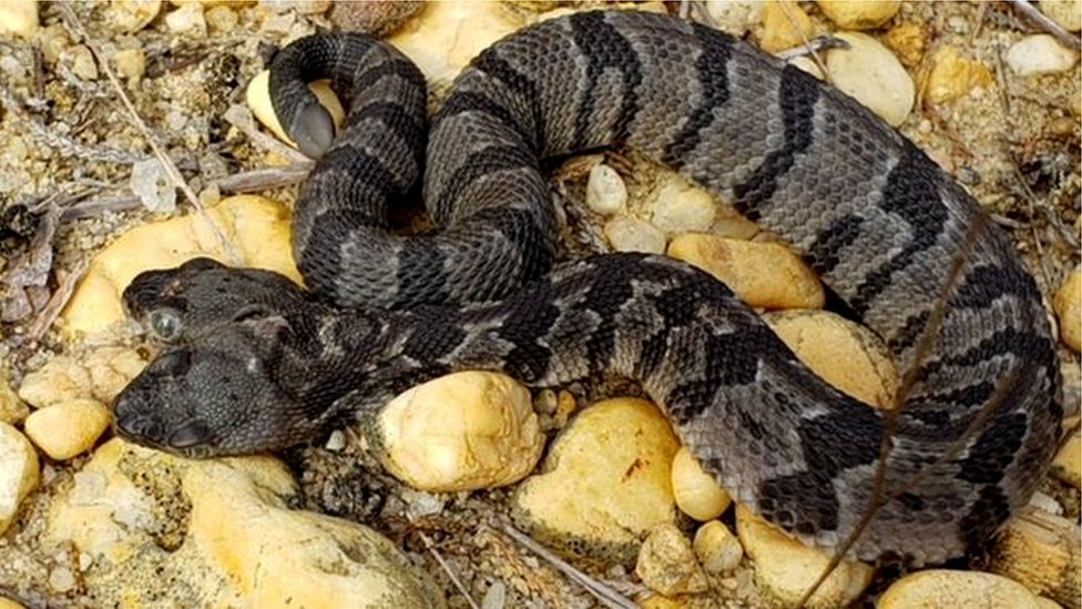 Duas cobras exóticas norte-americanas são resgatadas pela PM em