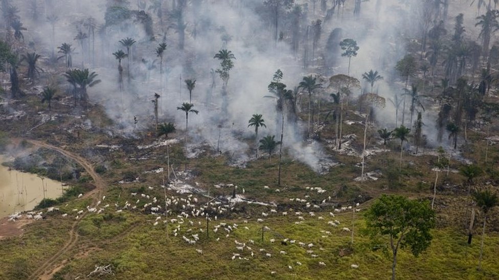 A carne possível: fazendeiro mostra como pecuária pode regenerar o Cerrado  - 18/03/2021 - UOL ECOA