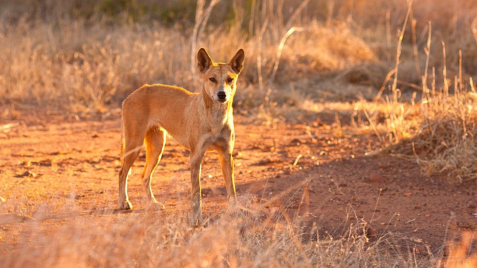 Dingo é o cão fofo mais perigoso do mundo