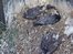'Tougher sentences' for bird killers