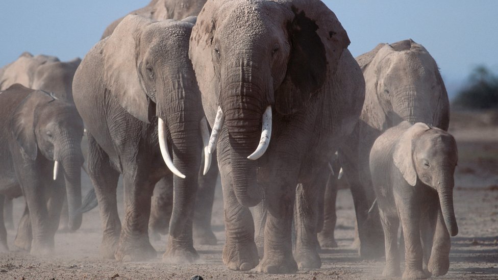 世界の野生動物、1970年時から6割減少＝報告書 - BBCニュース