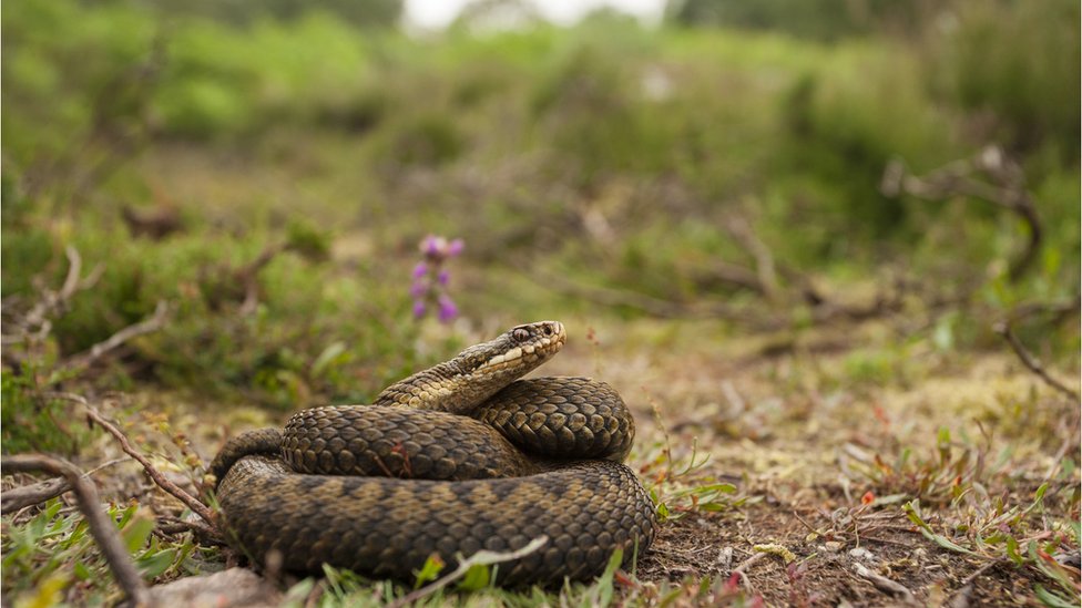 Snakes: Don't be alarmed by more Bridgend sightings, council says