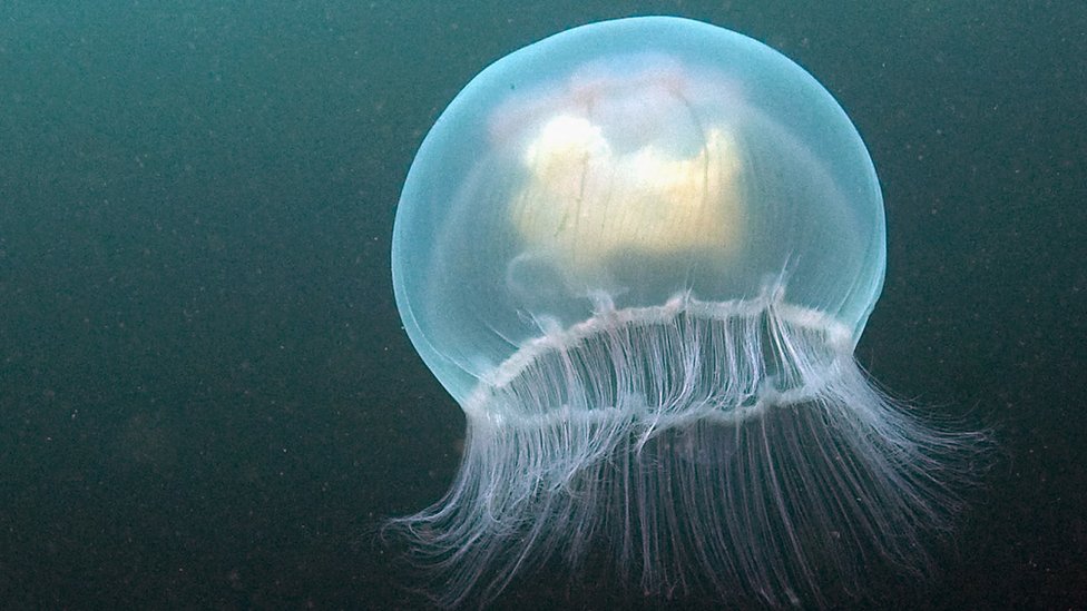 amazing-jellyfish-can-age-backwards-cbbc-newsround