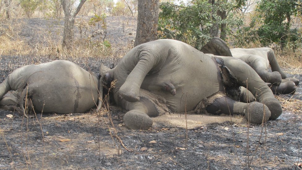 A picture taken on 23 February 2012 shows elephants which have been killed by poachers at Bouba Ndjida National Park in northern Cameroon, near the border with Chad