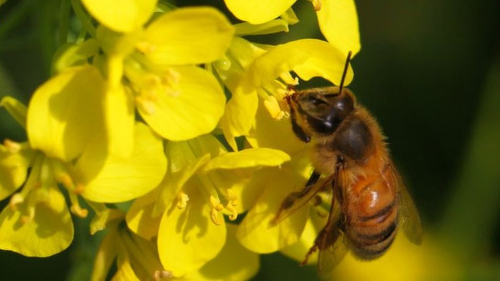 Kostroma jinsiy aloqa video Kuni Rus