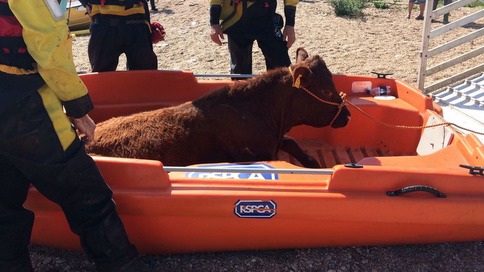 Cow rescued after nine days at bottom of Devon cliffs