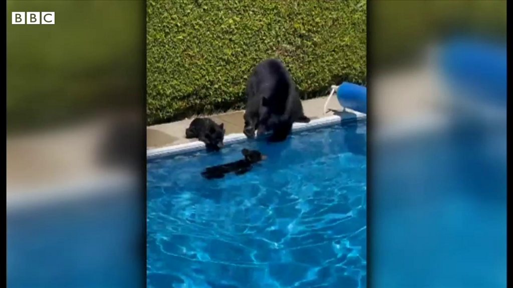 ふと横を見たらクマ、じっと見つめ合い…… 米ノースカロライナ - BBC
