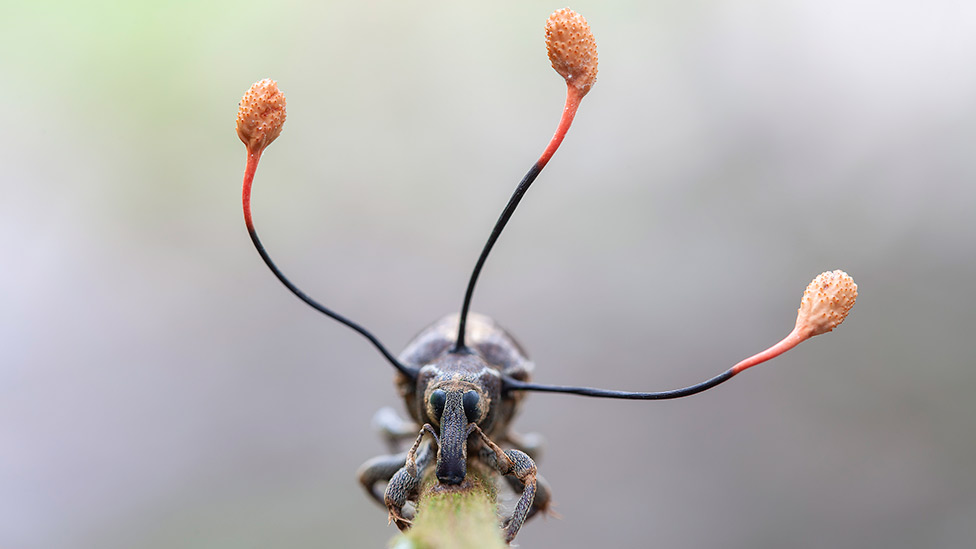 A estranha criatura mexicana que se regenera sozinha e pode