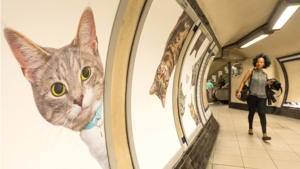 Giant cat posters take over London underground station CBBC Newsround