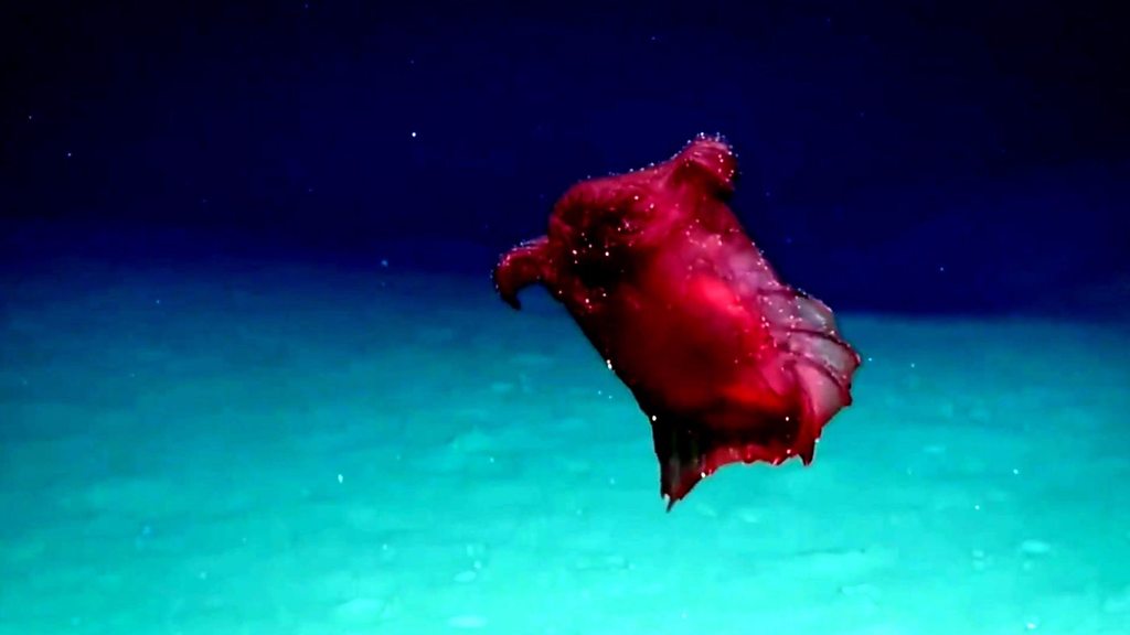 'Headless chicken sea monster' captured on film