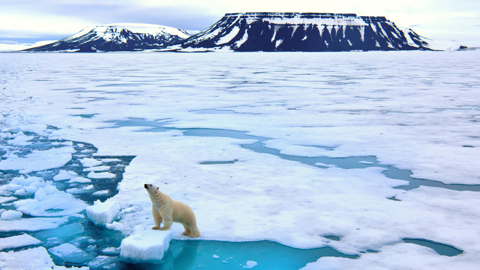 Los osos polares cazan sus presas desde el hielo y éste está disminuyendo cada año en el Ártico.