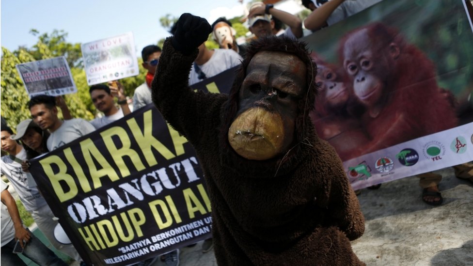 Orang utan: Dipenggal, dipotong tangan sebagai bukti, dan dijadikan 'lauk'