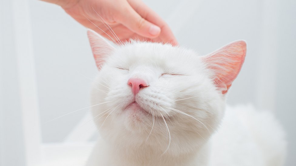 Divino pero recuerda: acariciar su pelaje te puede cargar así que asegúrate de conectarte a tierra, si no quieres provocar un shock. Acariciando un gato