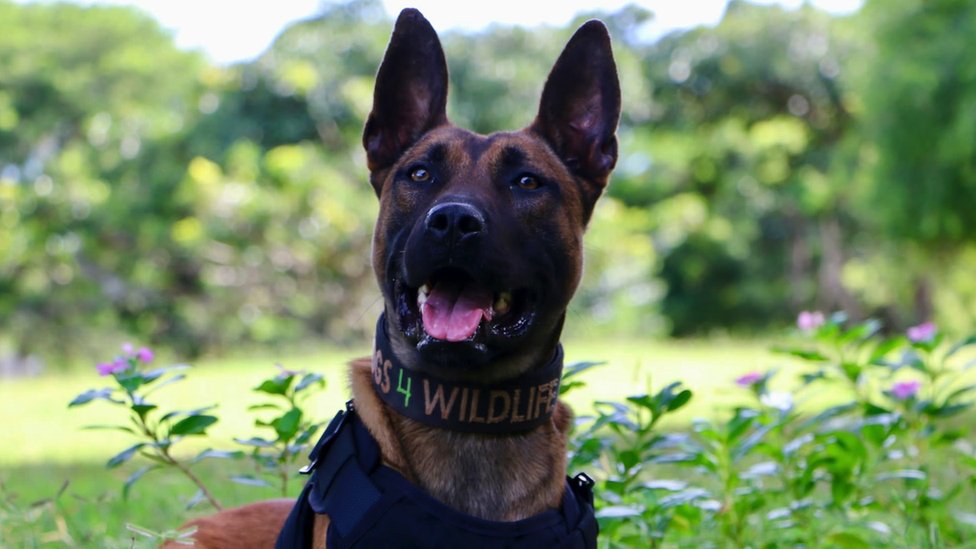 Welsh-trained dog saves rhino from poachers