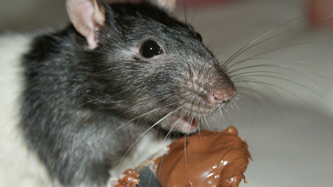 http://c.files.bbci.co.uk/D2B5/production/_103414935_rat-gourmand.jpg