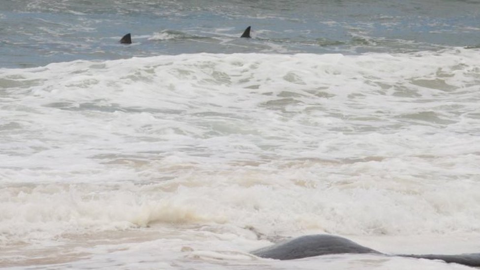 Large shark stalks dead sperm whale off Australian shore - BBC News