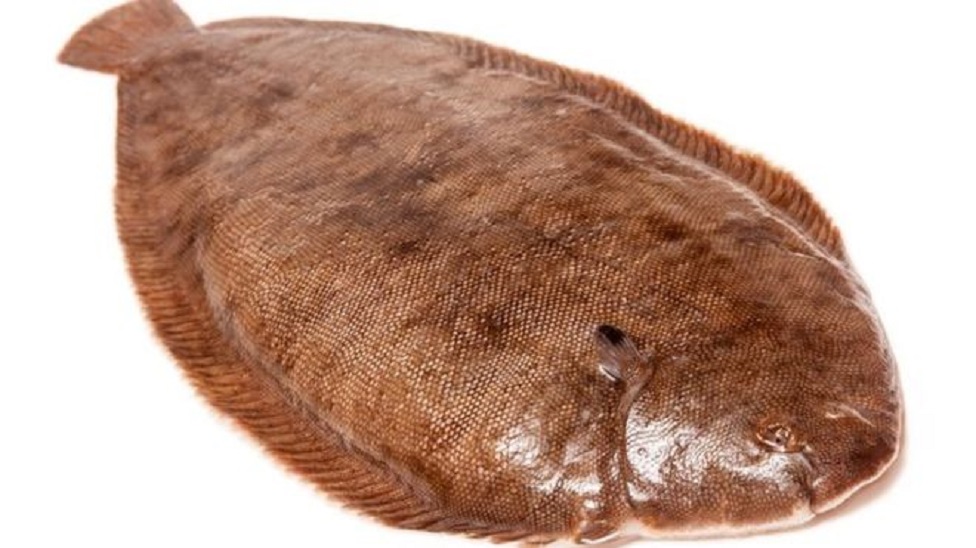 Ikan Dover
