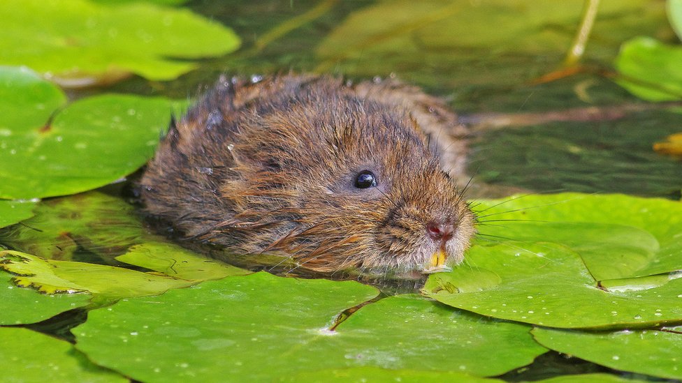 Water shrews: Scientist discover how they breathe and hunt underwater