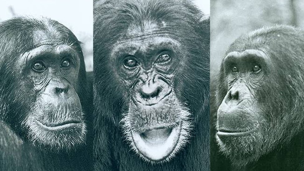 Порно шимпанзе жопастую Мэдди Орейли жестко выебал раком психотерапевт под носом у ее мужа