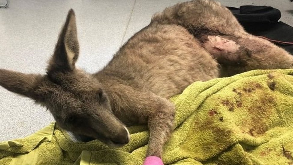 Playboy фото және бейне