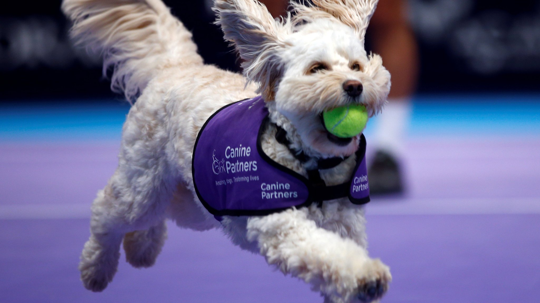 Meet the tennis ball dogs! - CBBC Newsround