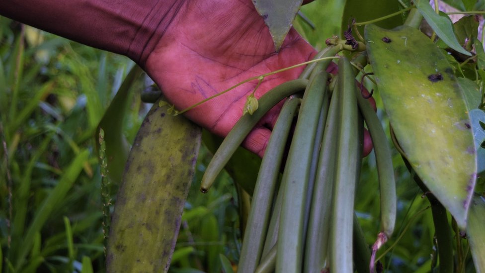 Vanille de Madagascar : une nouvelle technique de culture vise à mettre fin  à la déforestation