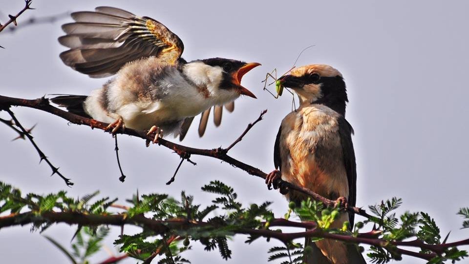 Uch kishilik porno onlayn Nastya va xodimlarning Meksikadagi jinsiy dam olishlari 5-qism