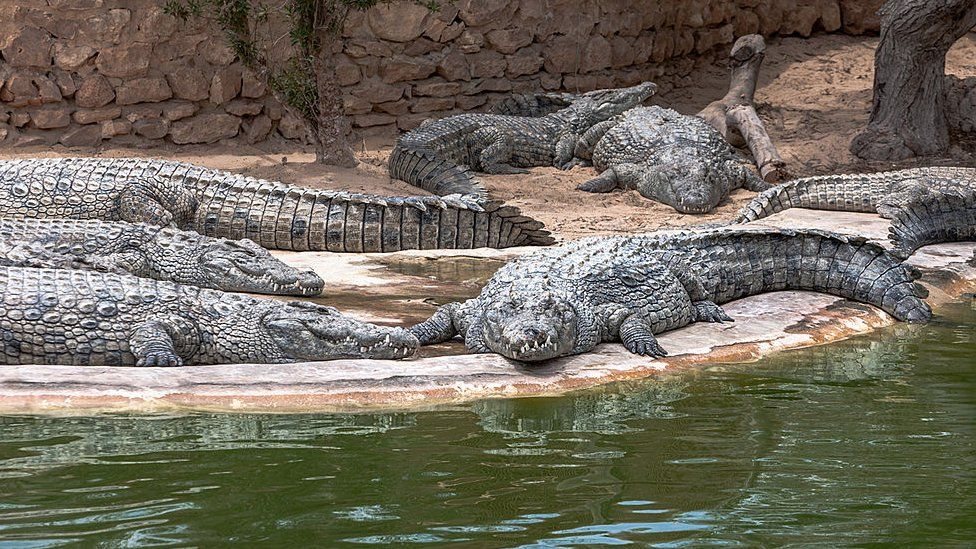 Ular dostlarining mushukiga qarashadi Ular dostlarining mushukiga qarashadi